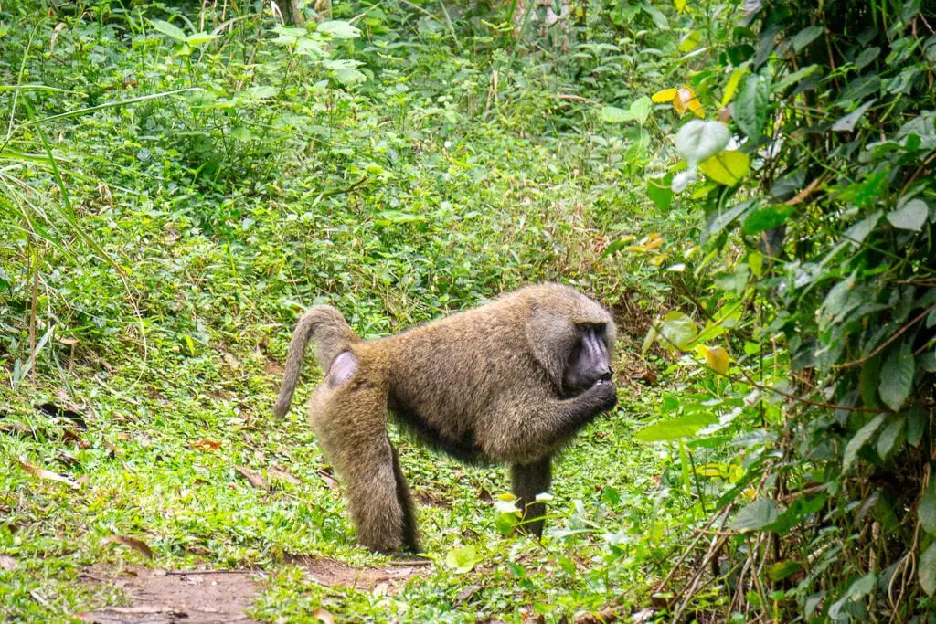 Bigodi Wetland Primates - Baboons