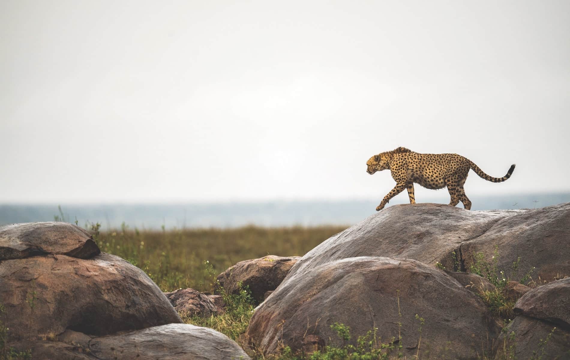 Cheetah at Serengeti Kopje