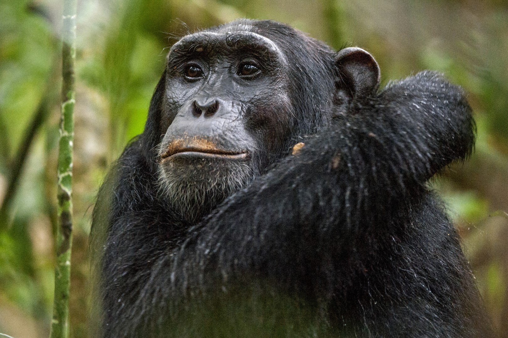 Gombe Stream National Park Travel Guide