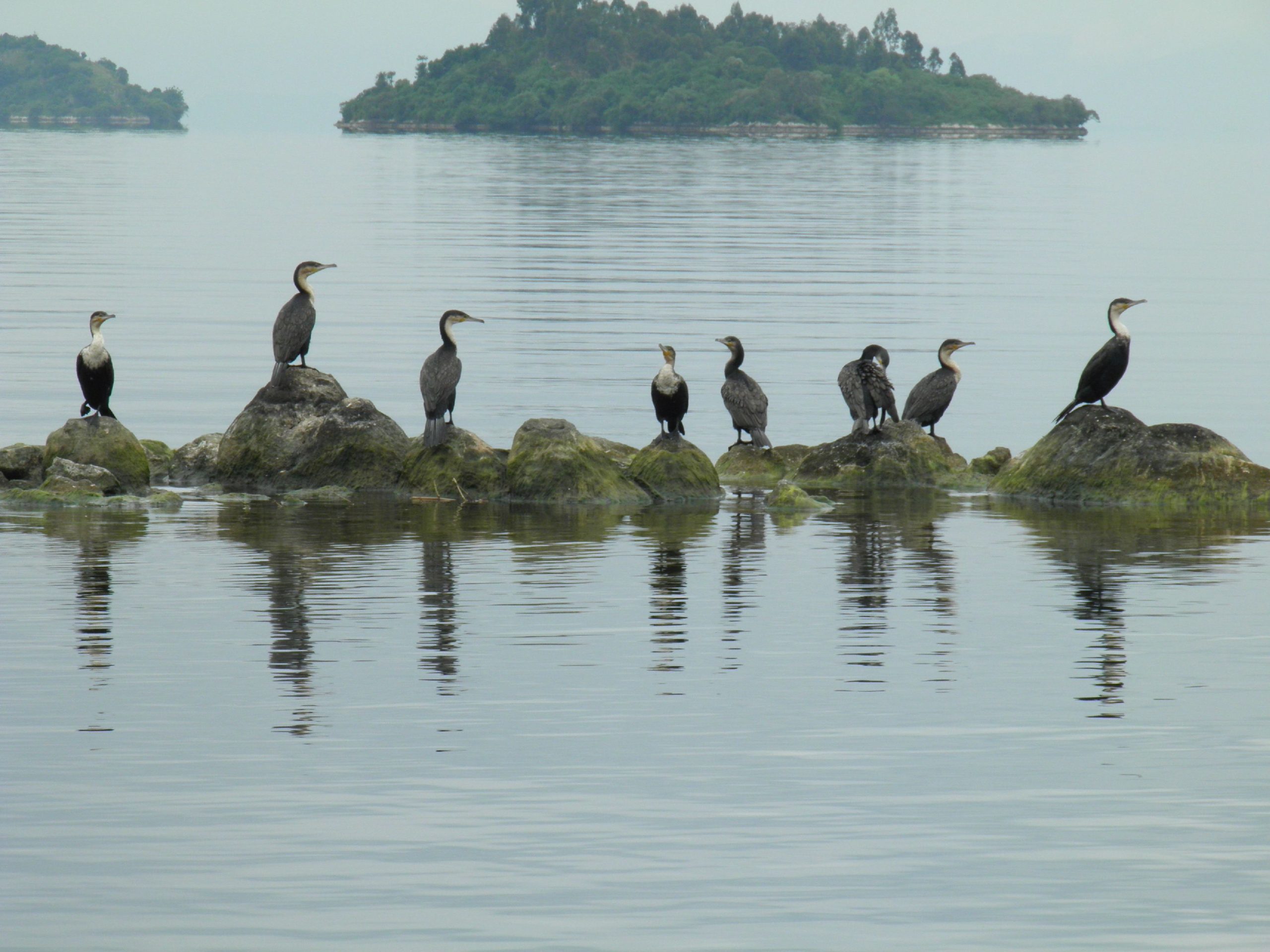 Birds of Rwanda