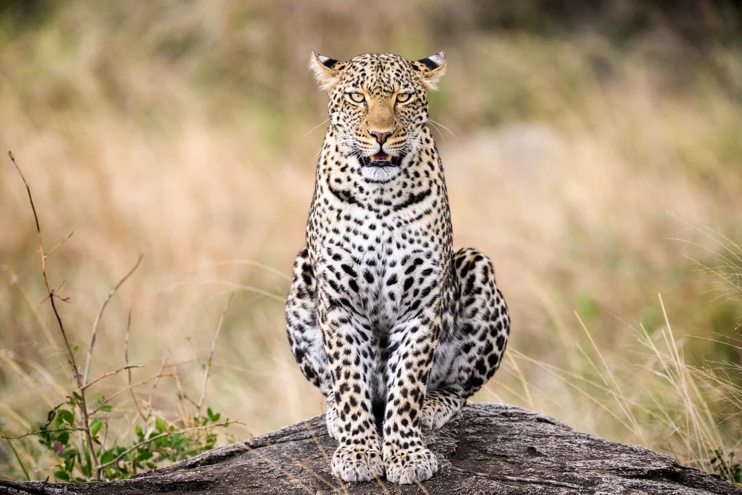 Leopard in Serengeti on Kopjes