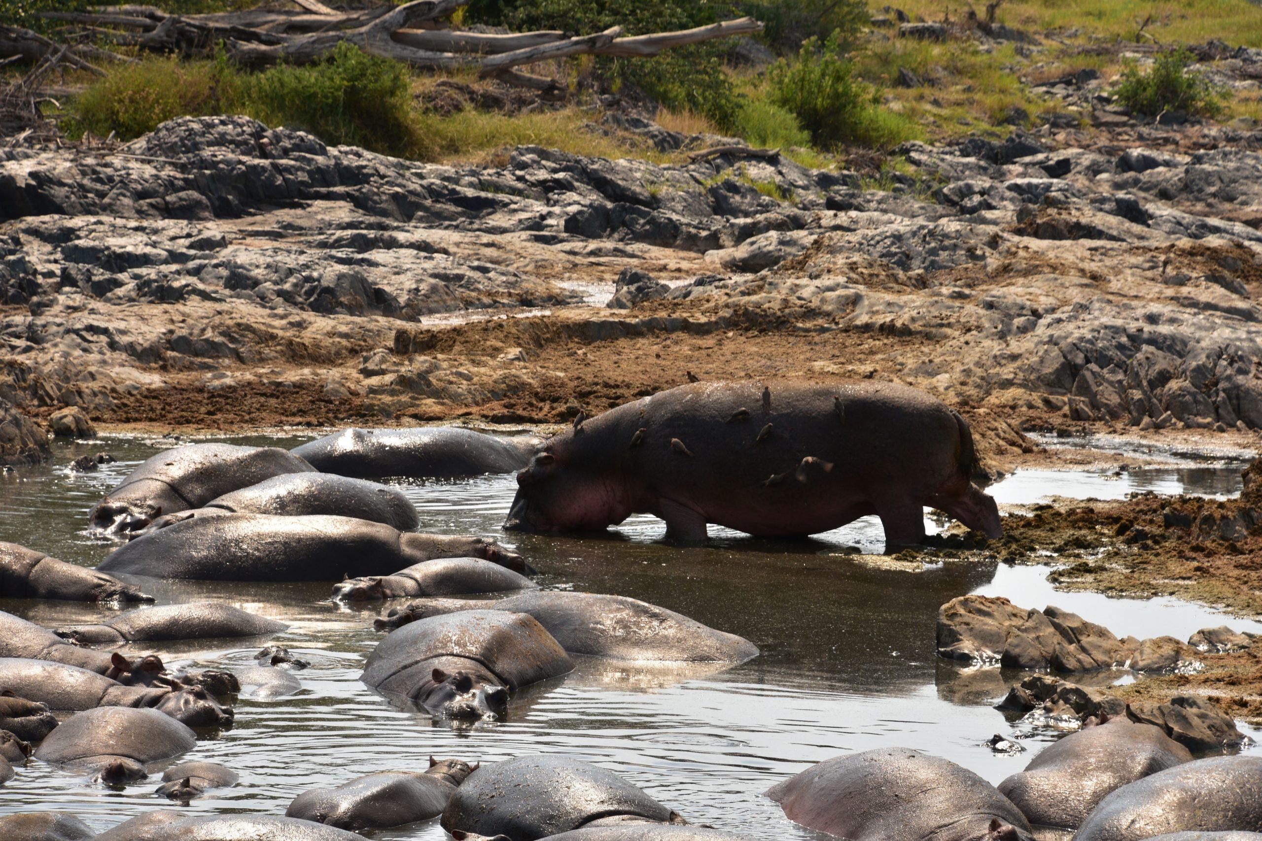 Retina Hippos
