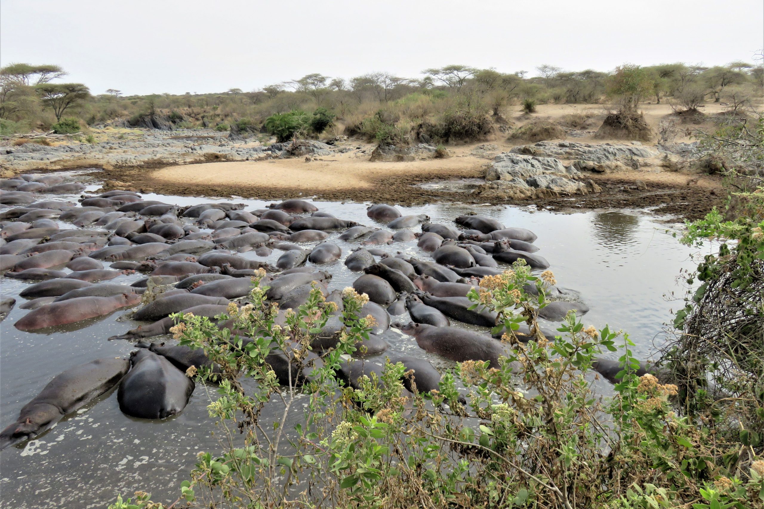 Retina Hippo Pool