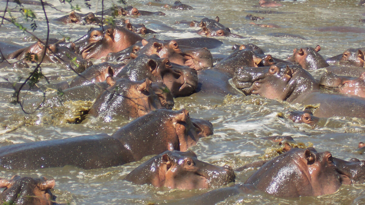 Retina Hippo Pool 