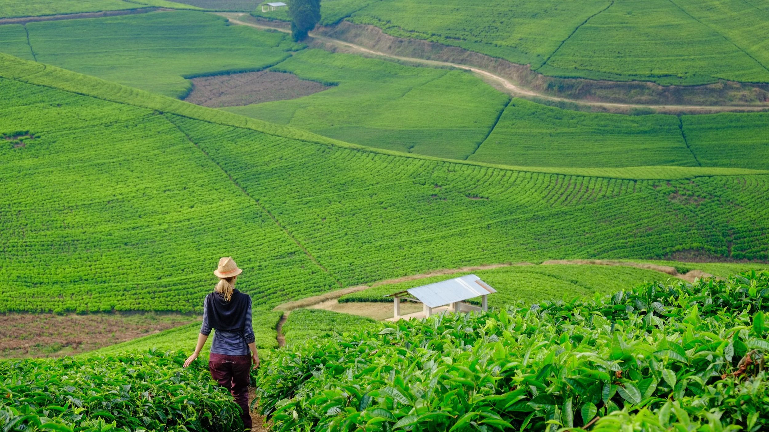 Rwanda Travel Guide