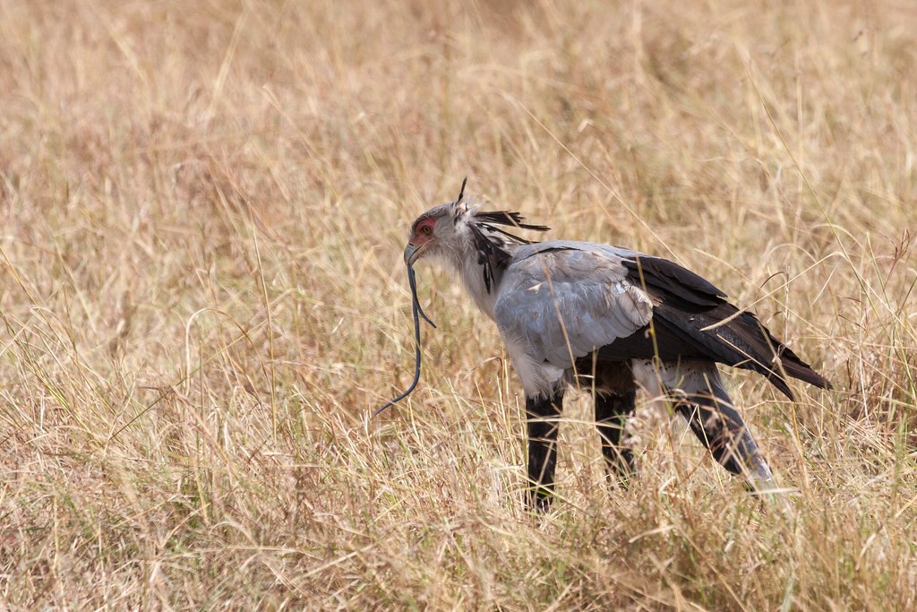 Secretary Bird Feeding on a Snake in Queen Elizabeth National Park
