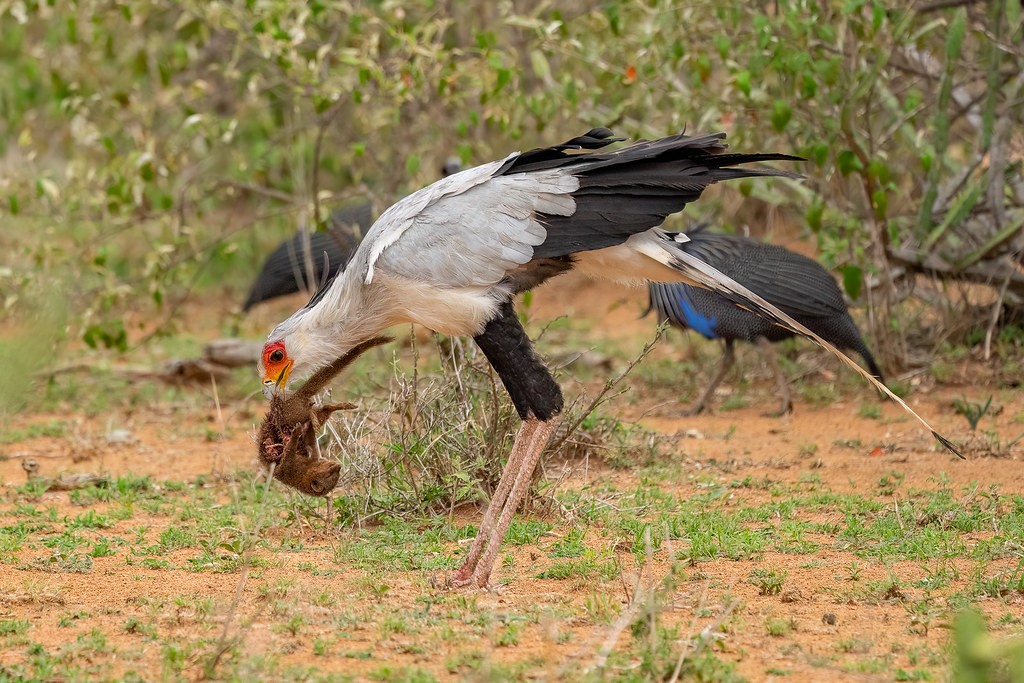 Secretary Bird Feeding