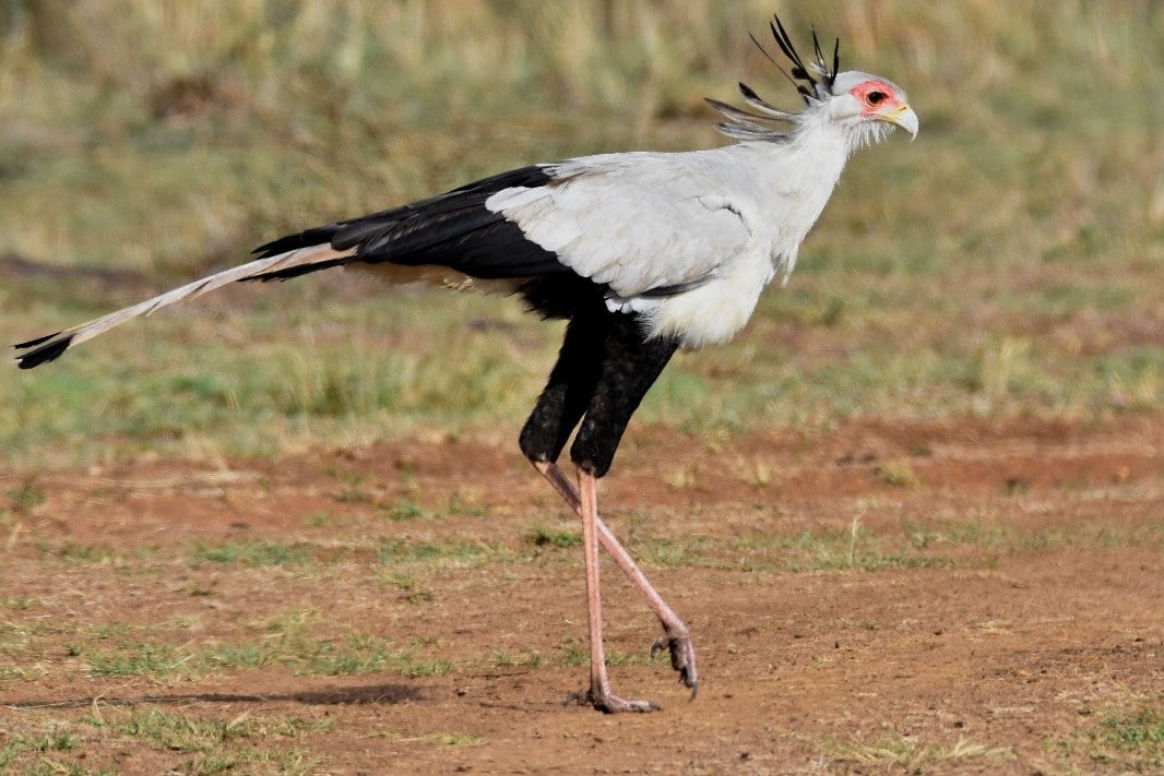 How Long do Secretary Birds Live