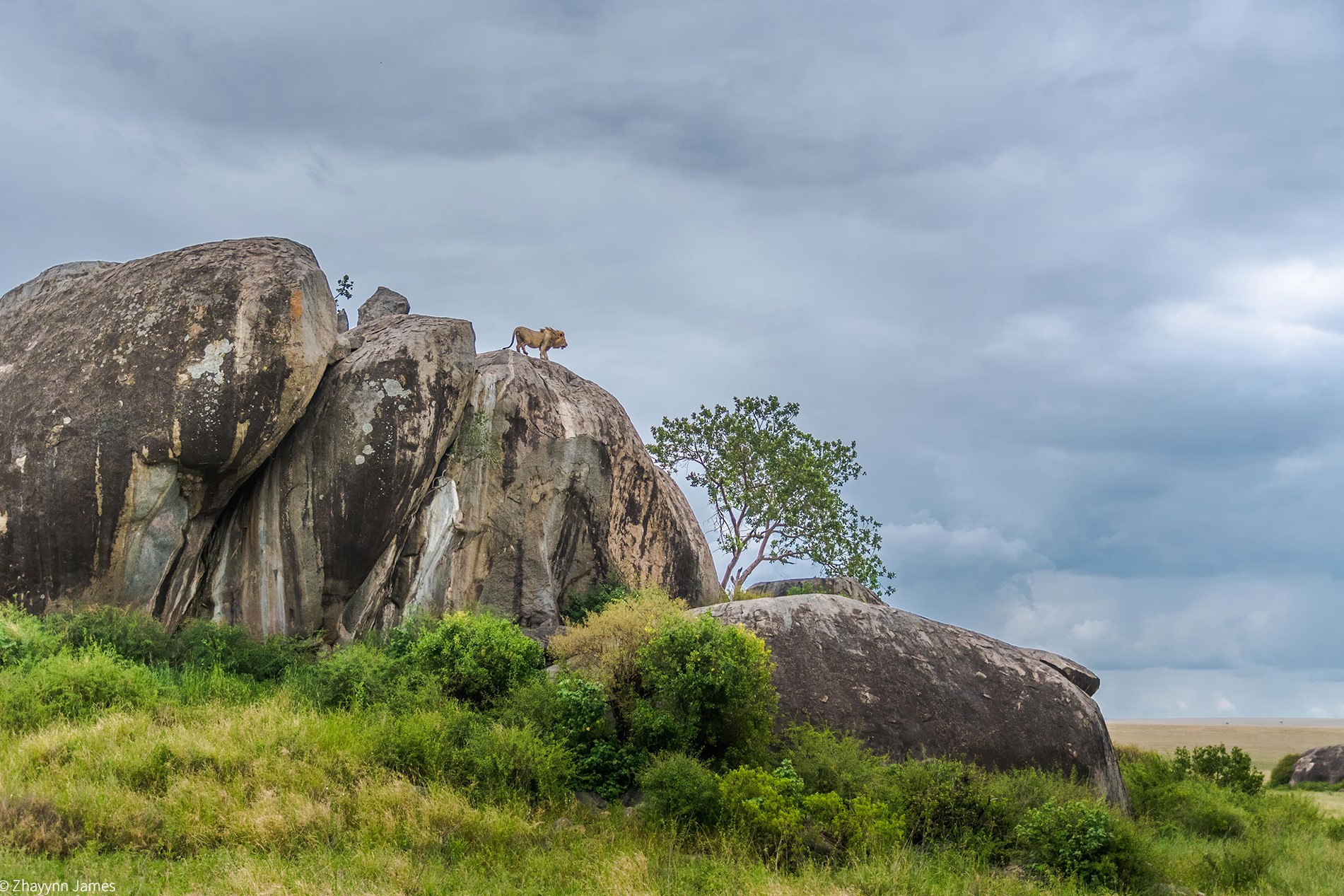 Serengeti Simba Kopjes