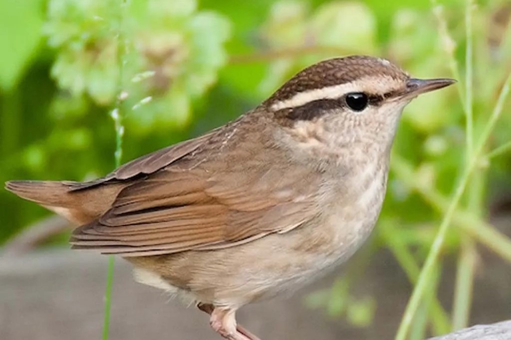 Short-tailed Warbler in Uganda