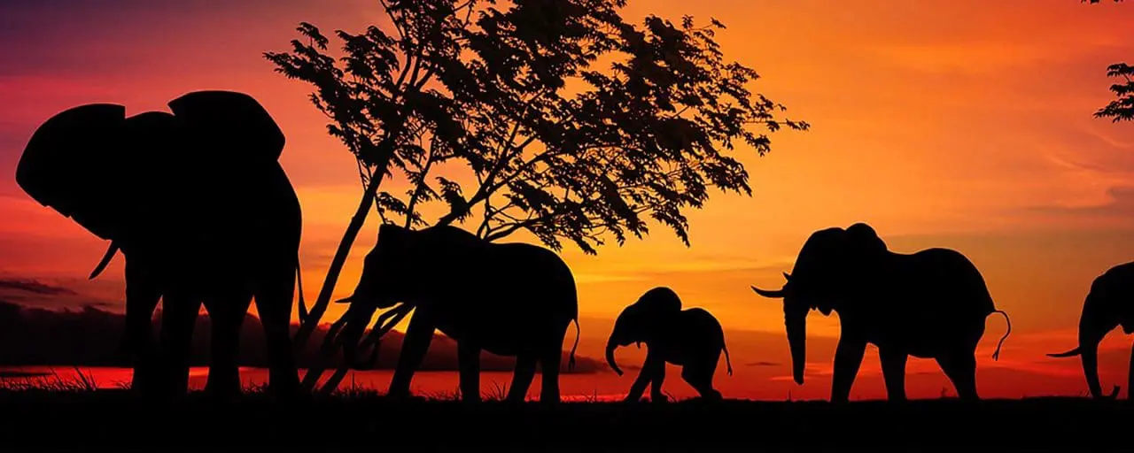 Travel Insurance For a Safari in Africa