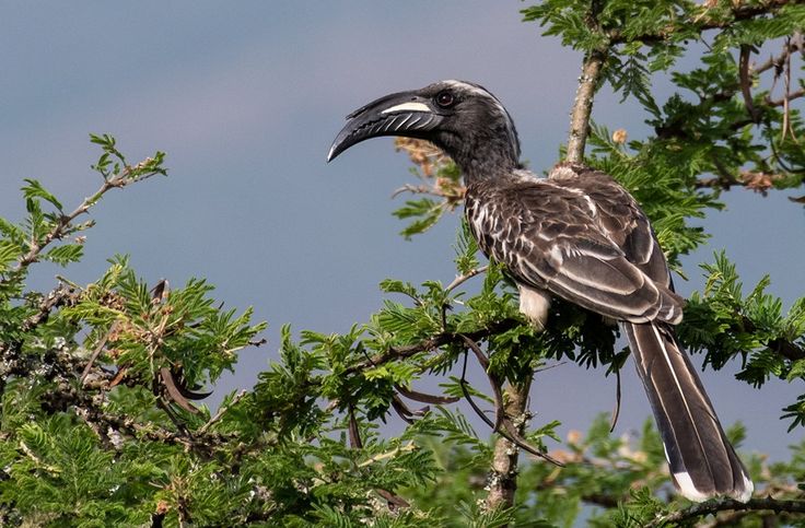African Grey Hornbill in Uganda (Lophoceros nasutus)