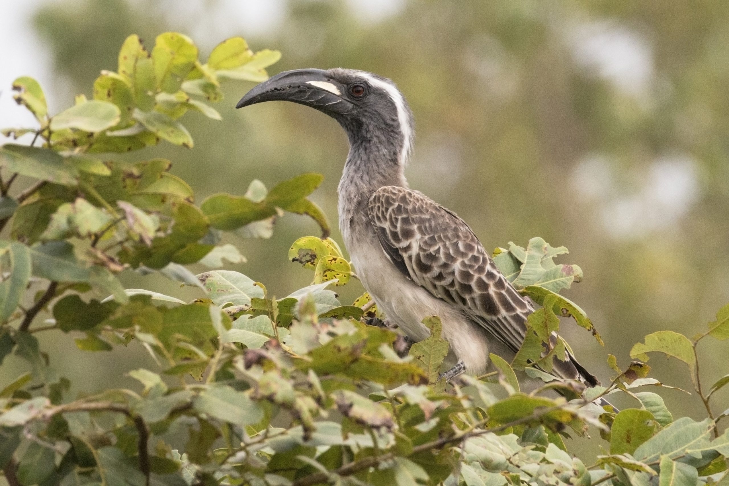 African Grey Hornbill in Uganda (Lophoceros nasutus)