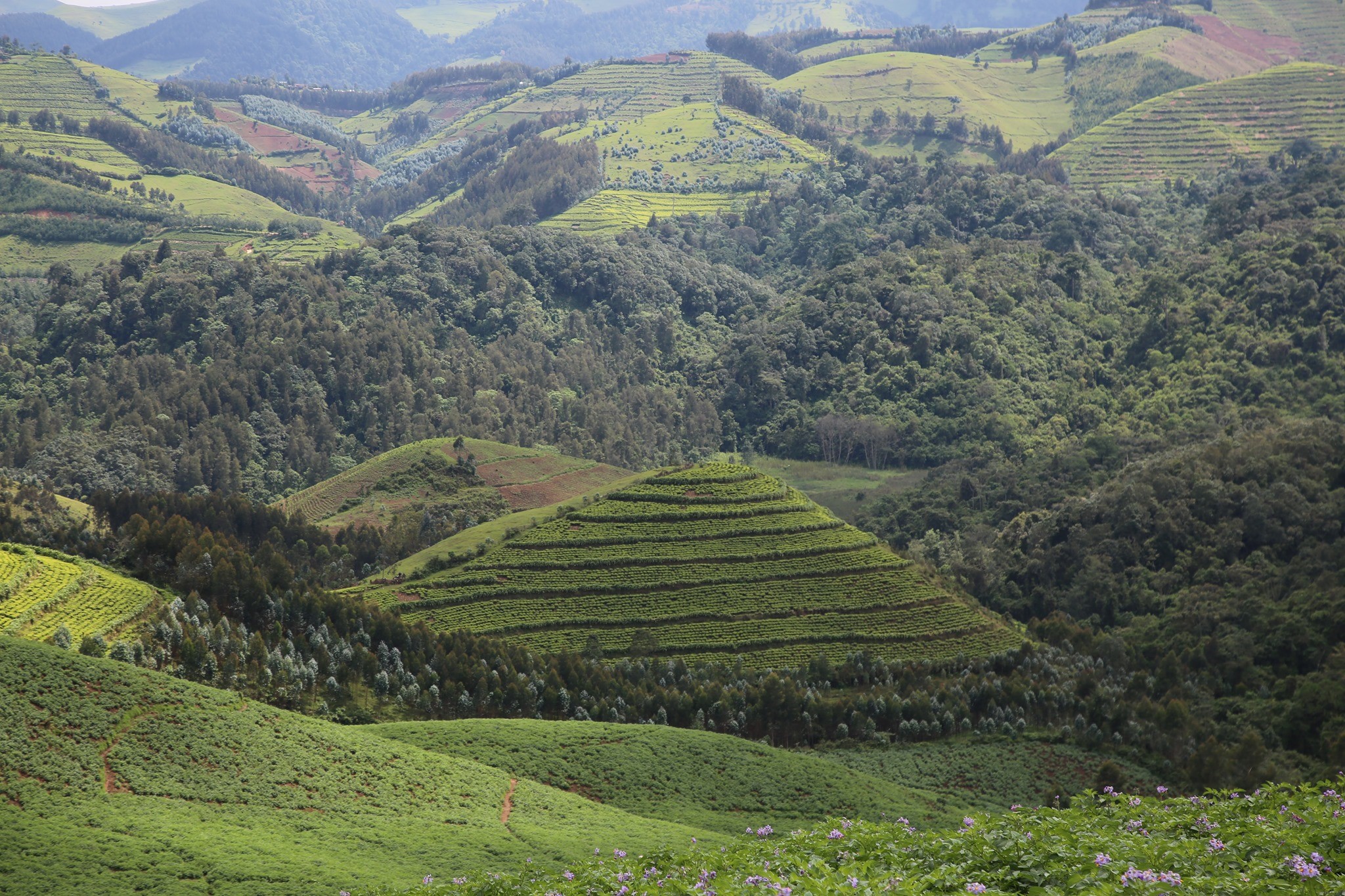 Gishwati Mukura National Park