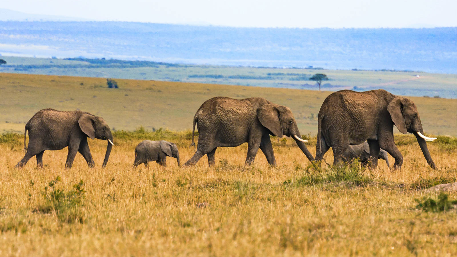 Kenya Budget Safaris and Tours