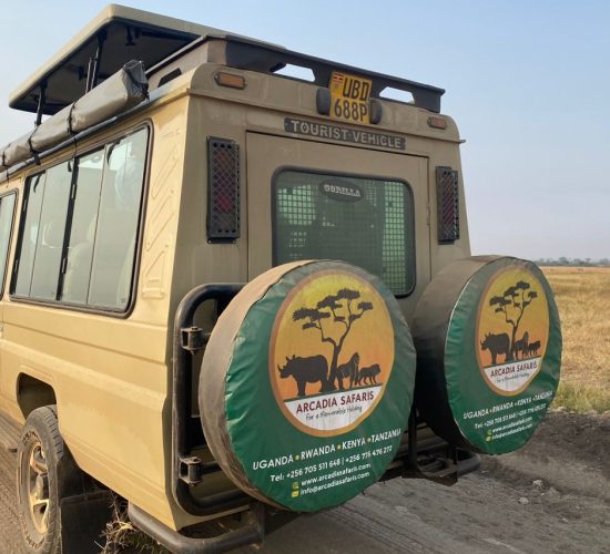 Game Drive in Queen Elizabeth National Park