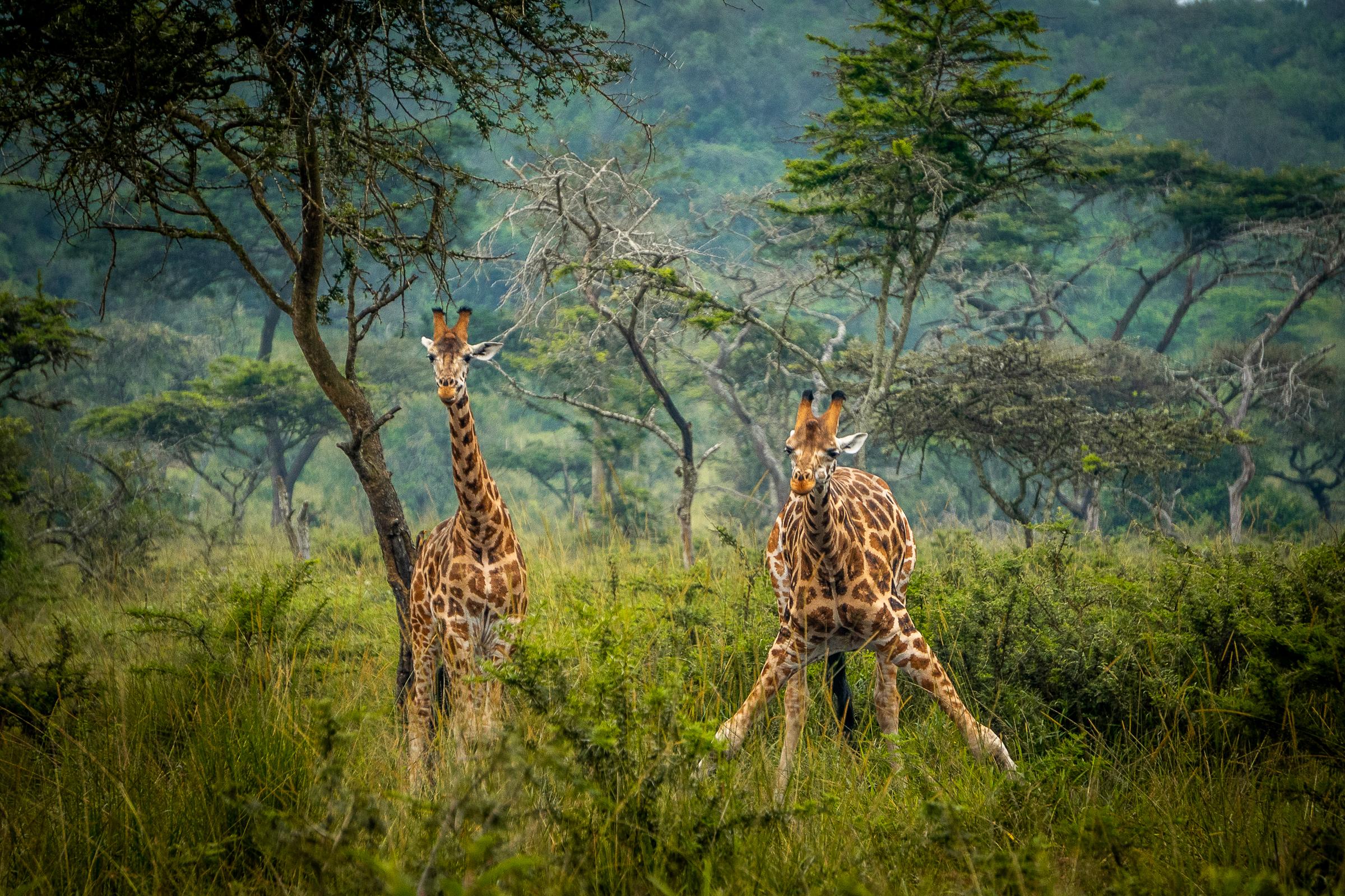 Giraffes in Lake Mburo National Park