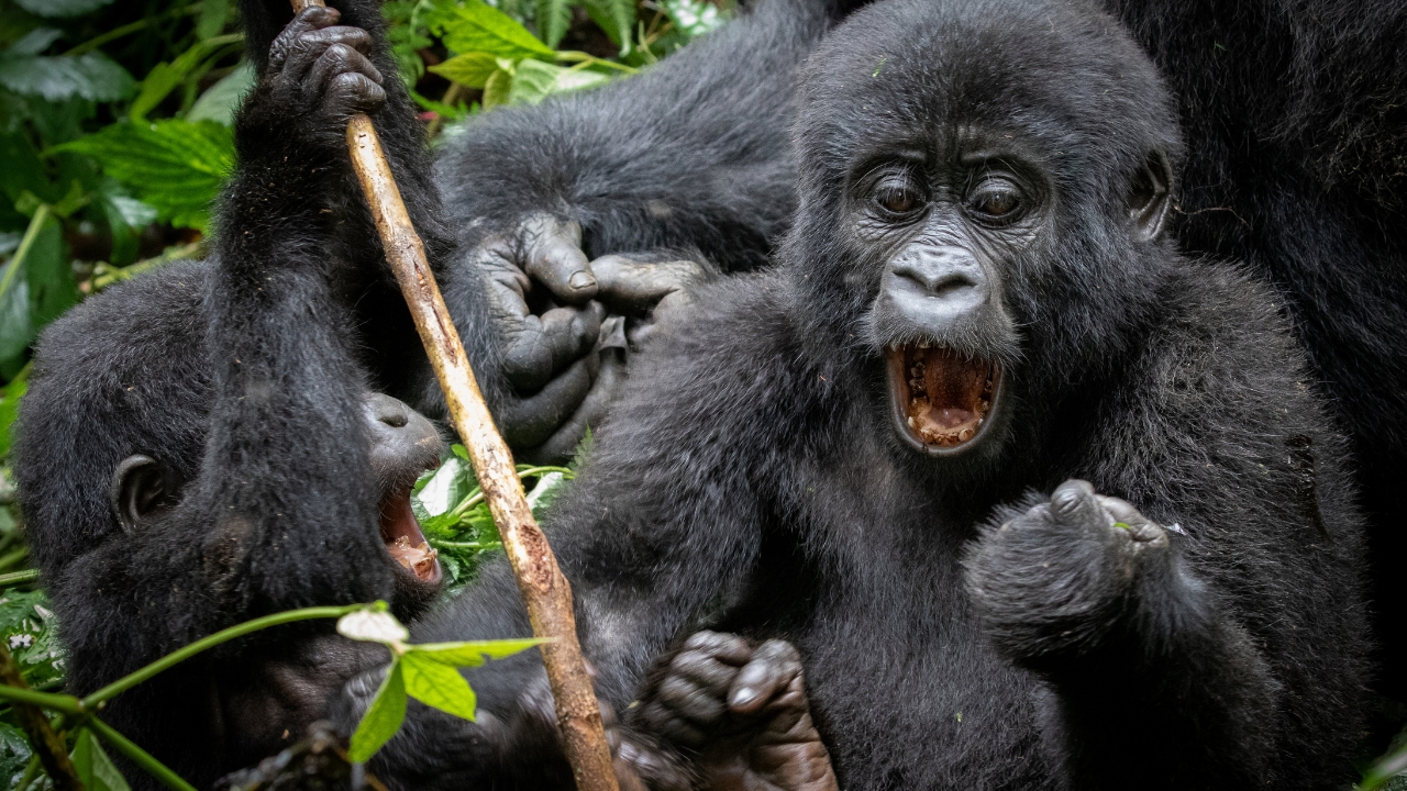 Nkuringo Sector Gorilla Families