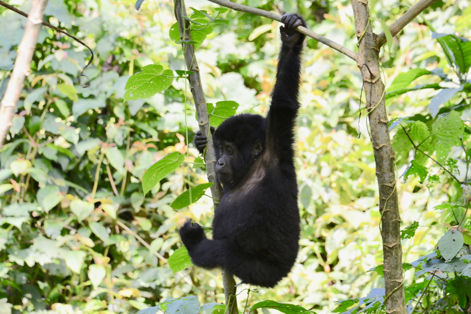 Nkuringo Sector of Bwindi Impenetrable Forest National Park