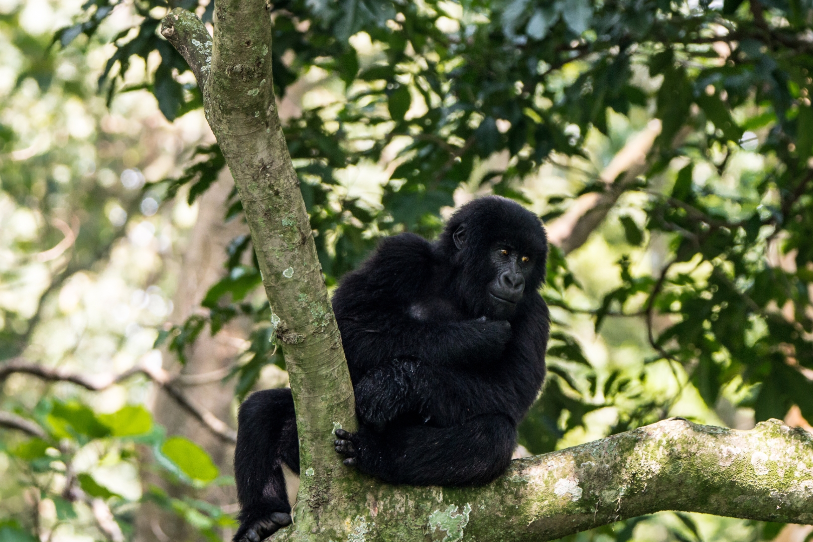 Nkuringo Sector of Bwindi Impenetrable Forest National Park