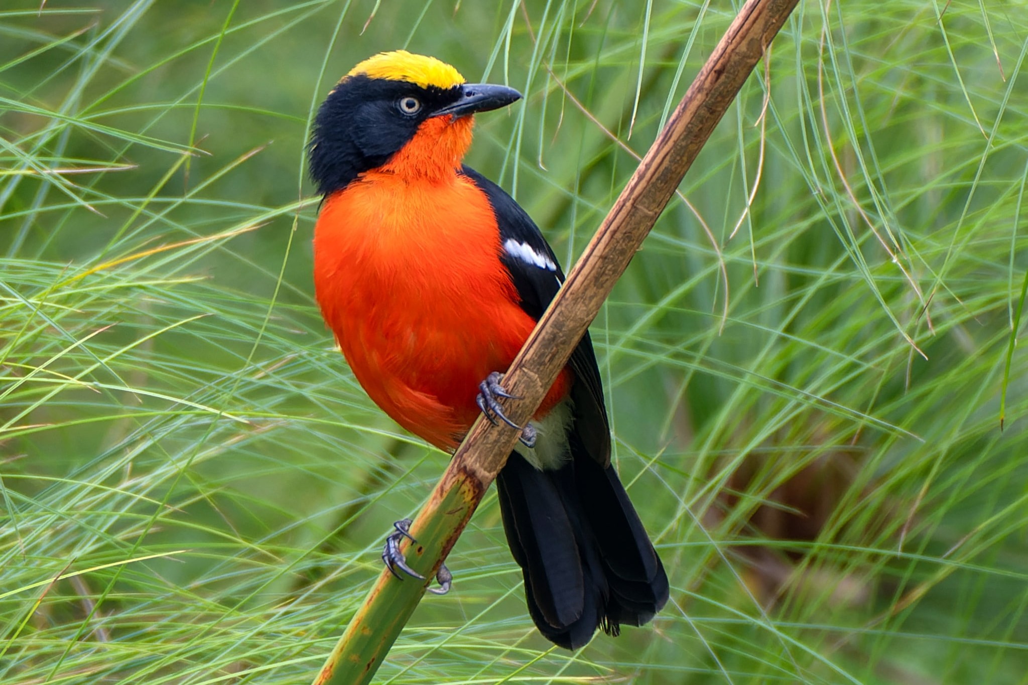Papyrus Gonolek in Uganda (Laniarius mufumbiri)