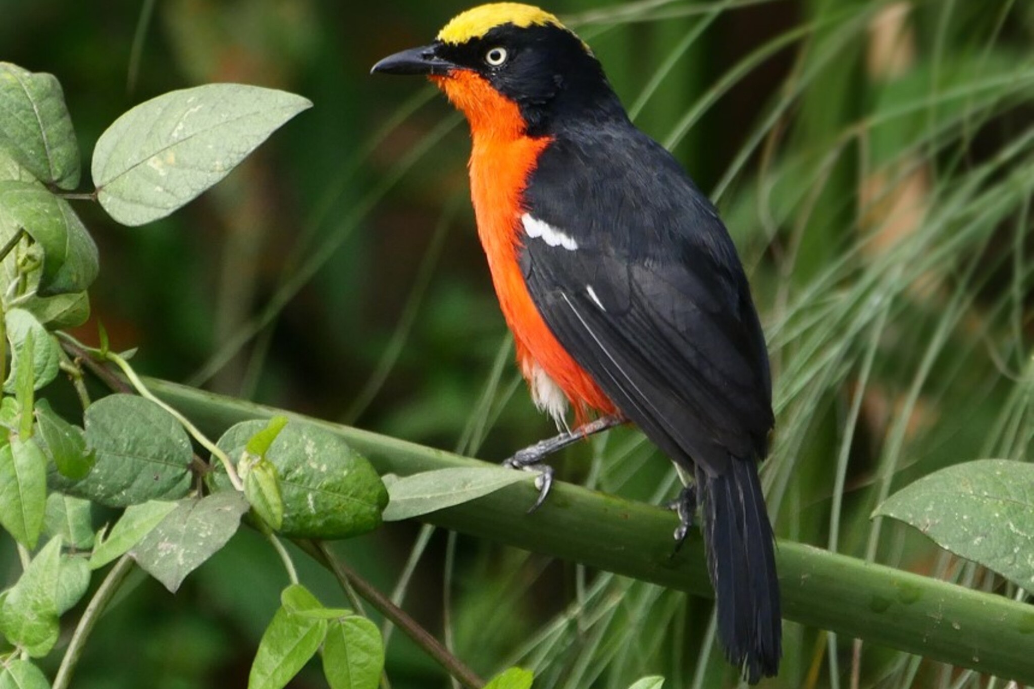 Papyrus Gonolek in Uganda (Laniarius mufumbiri)