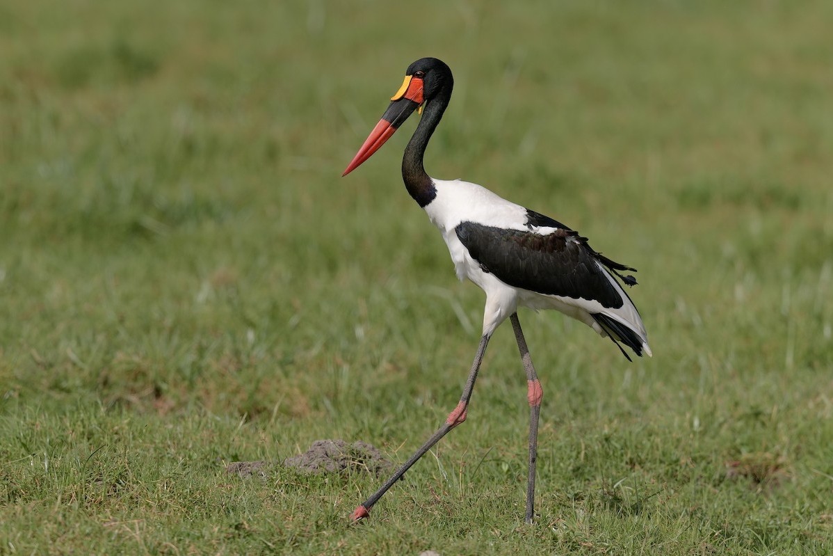 Saddle-billed Stork in Uganda - Ephippiorhynchus senegalensis