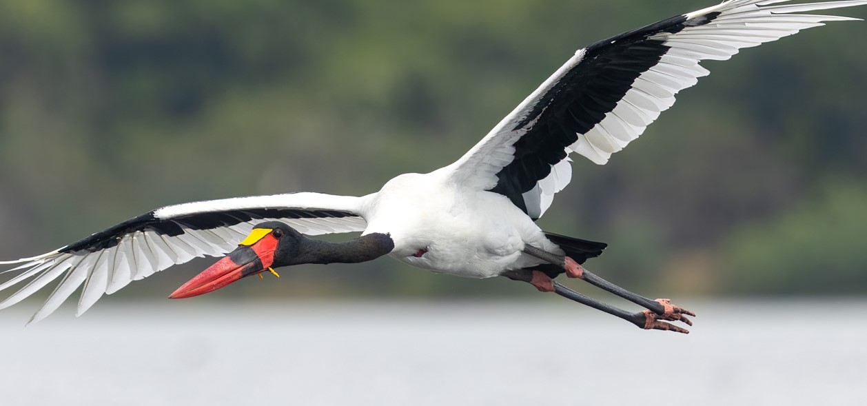 Saddle-billed Stork in Uganda - Ephippiorhynchus senegalensis
