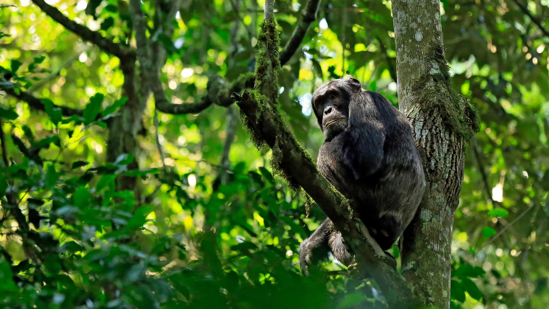 Chimpanzee Tracking Rules in Uganda