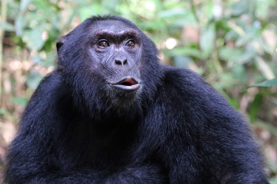 Chimpanzee Tracking Rules in Uganda