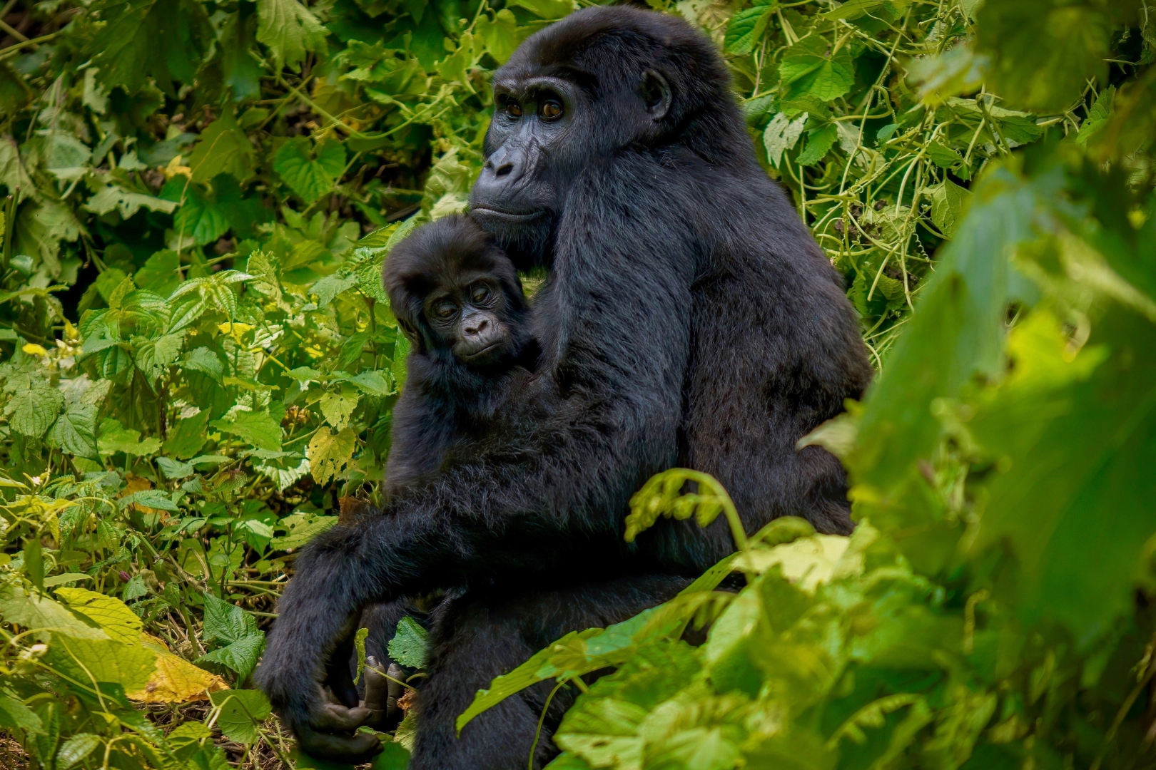 Gorilla Trekking Rules and Regulations in Uganda