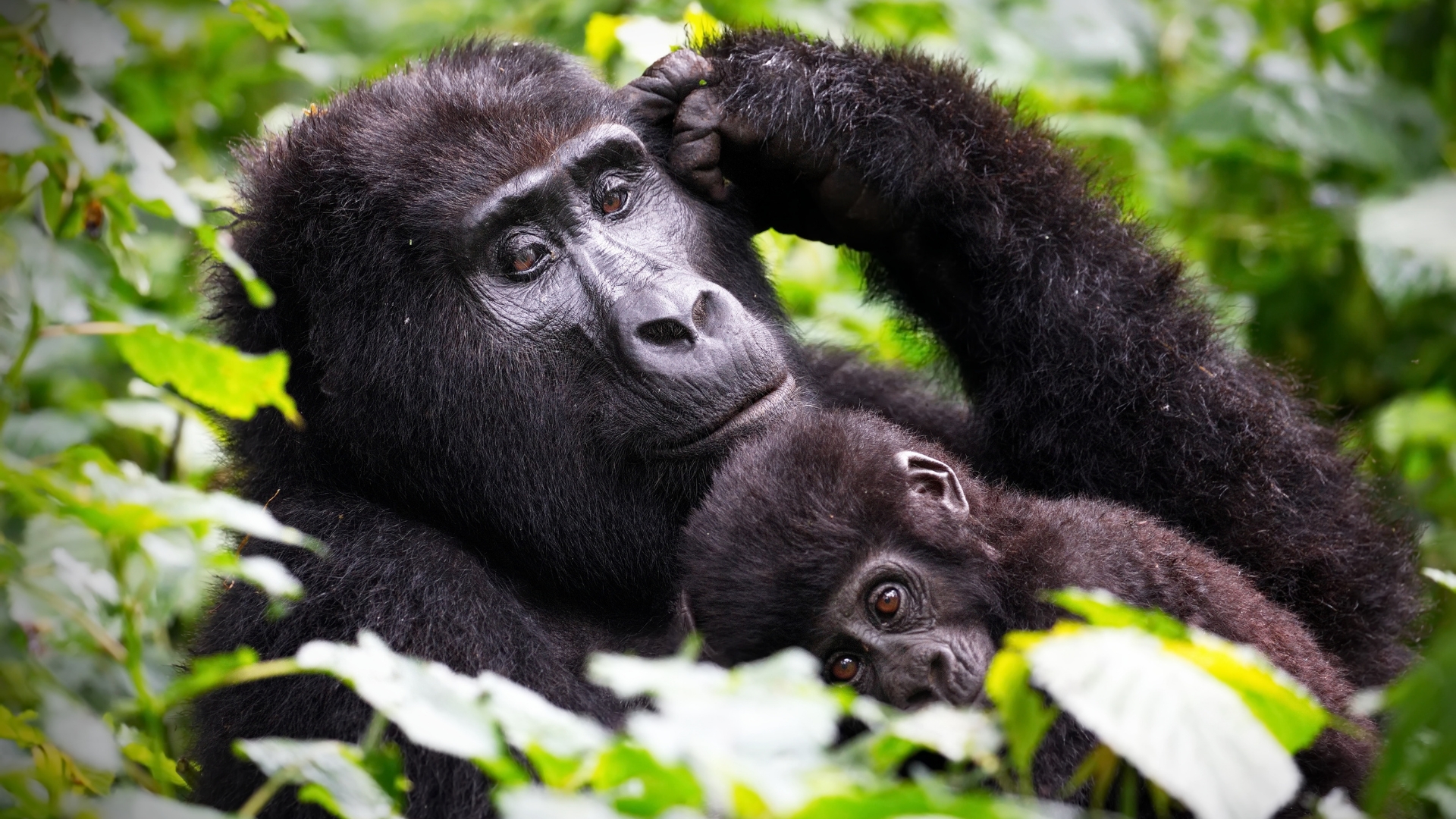 Gorilla Trekking Rules and Regulations in Uganda