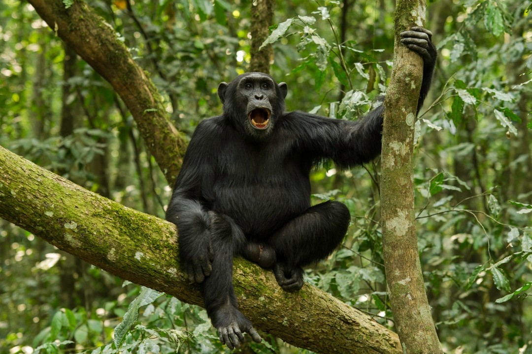 Chimpanzee Tracking Rules in Rwanda