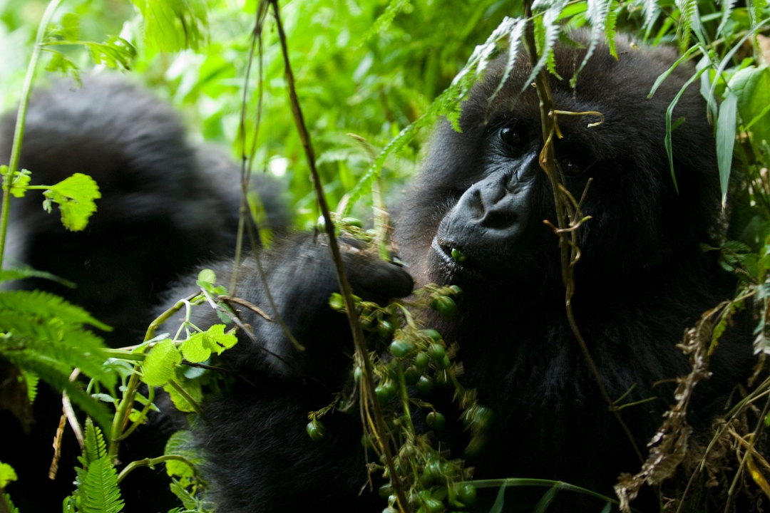 Gorilla Trekking Rules in Rwanda