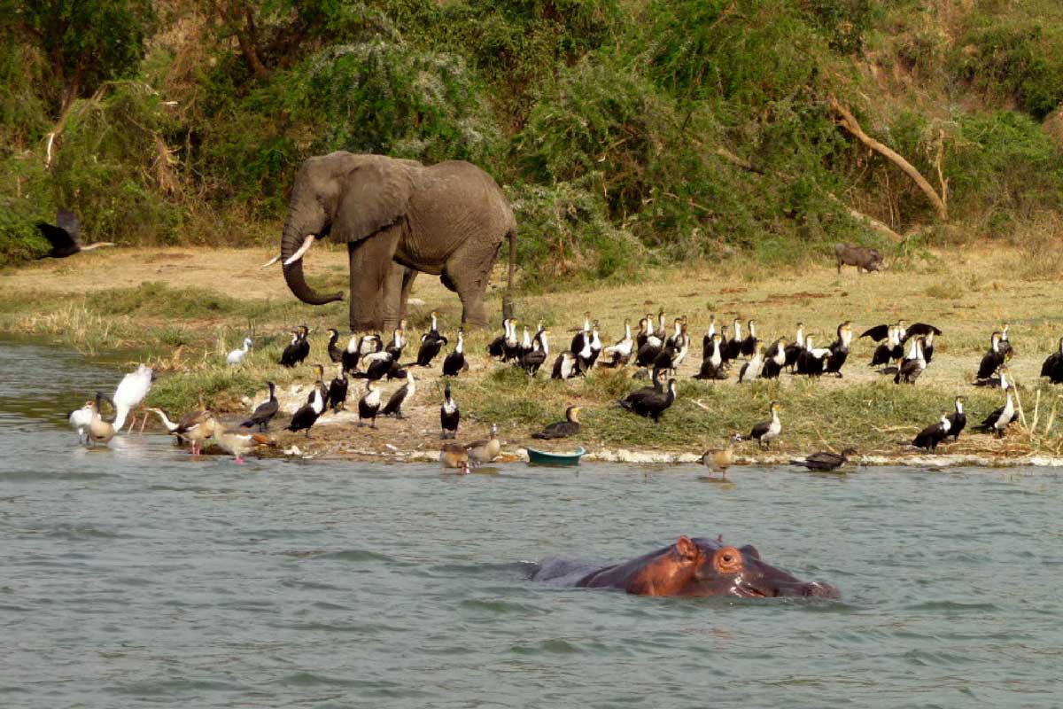 Kazinga Channel Uganda
