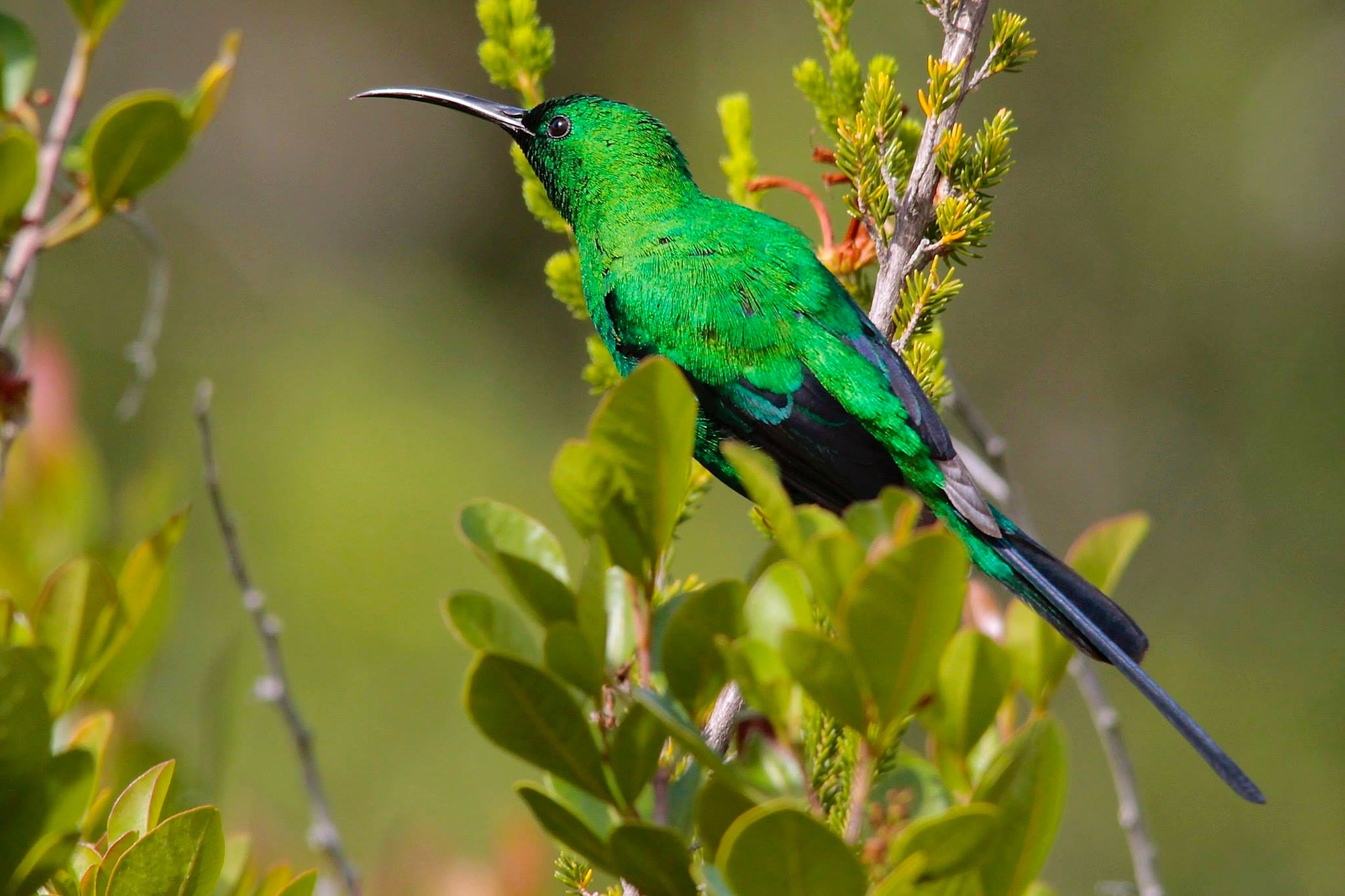 Malachite Sunbird in Uganda (Nectarinia famosa)