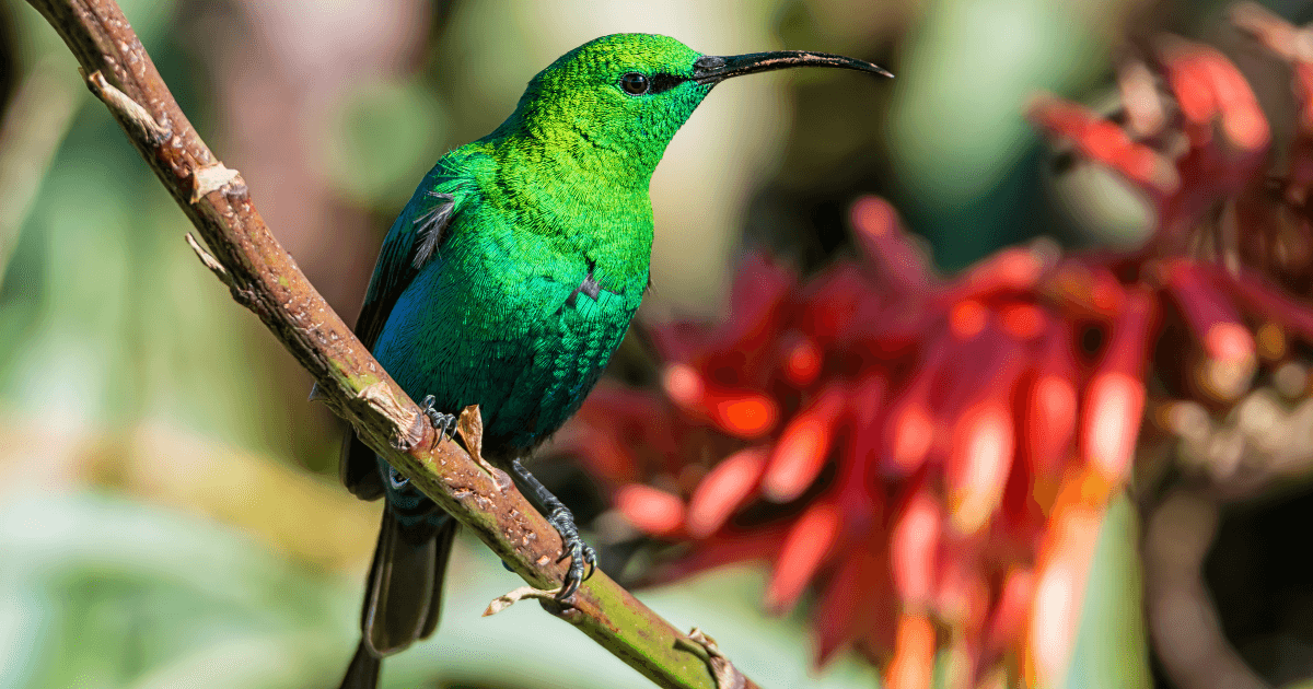 Malachite Sunbird in Uganda (Nectarinia famosa)