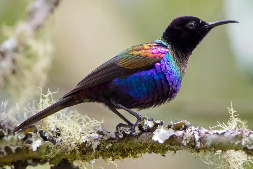 Purple-breasted Sunbird in Uganda