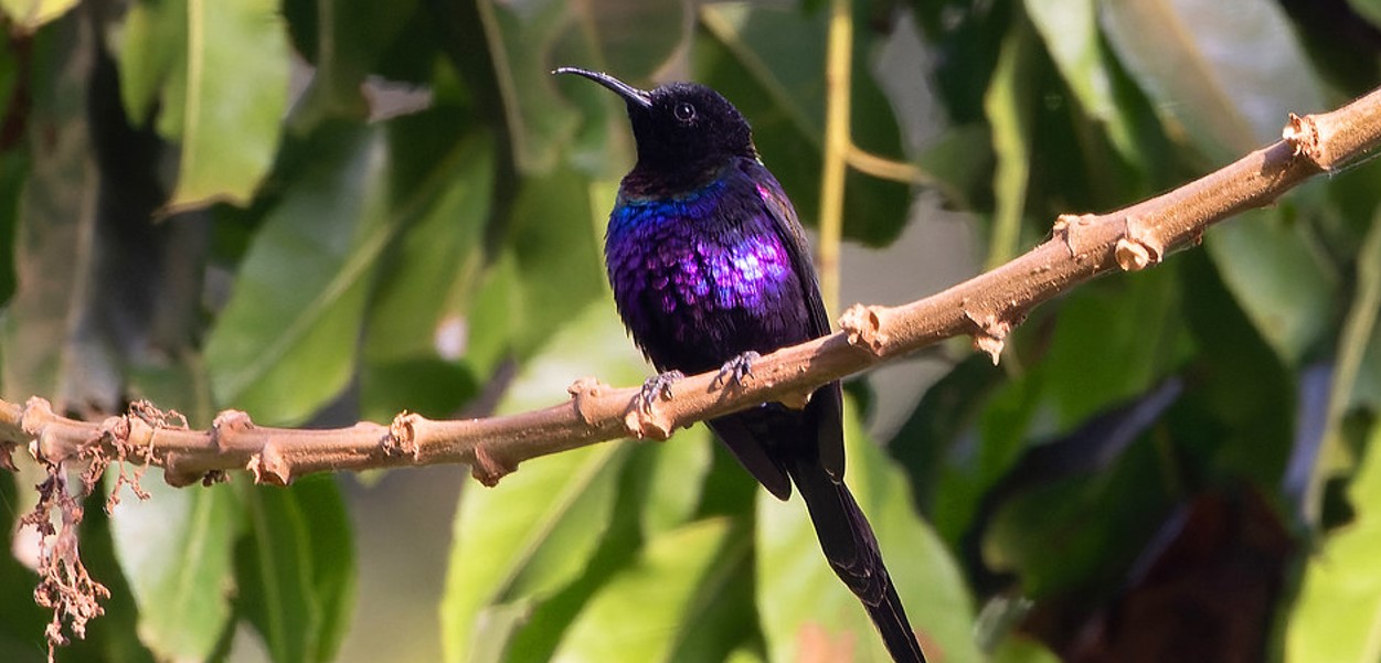 Purple-breasted Sunbird in Uganda