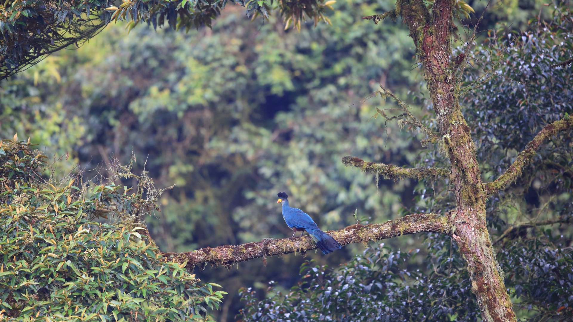 Birding in Kibale Forest National Park