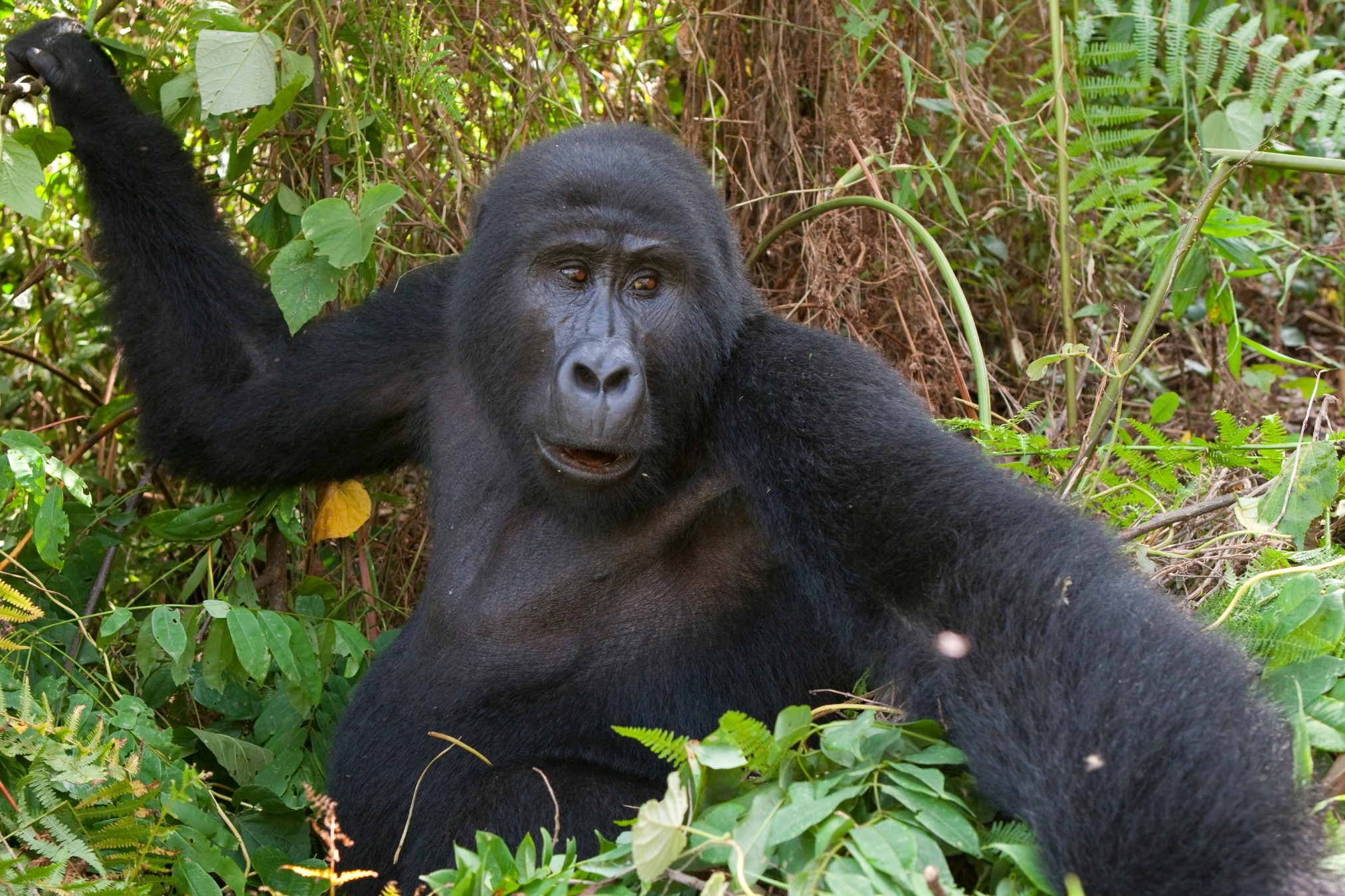 Gorilla Trekking in Mgahinga Gorilla National Park