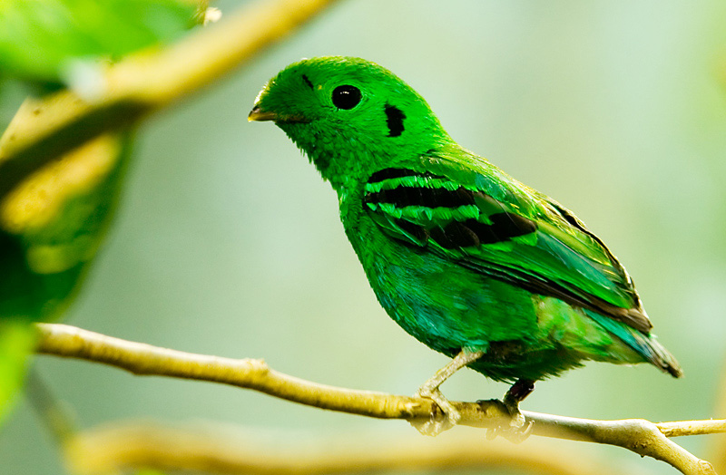 African Green Broadbill