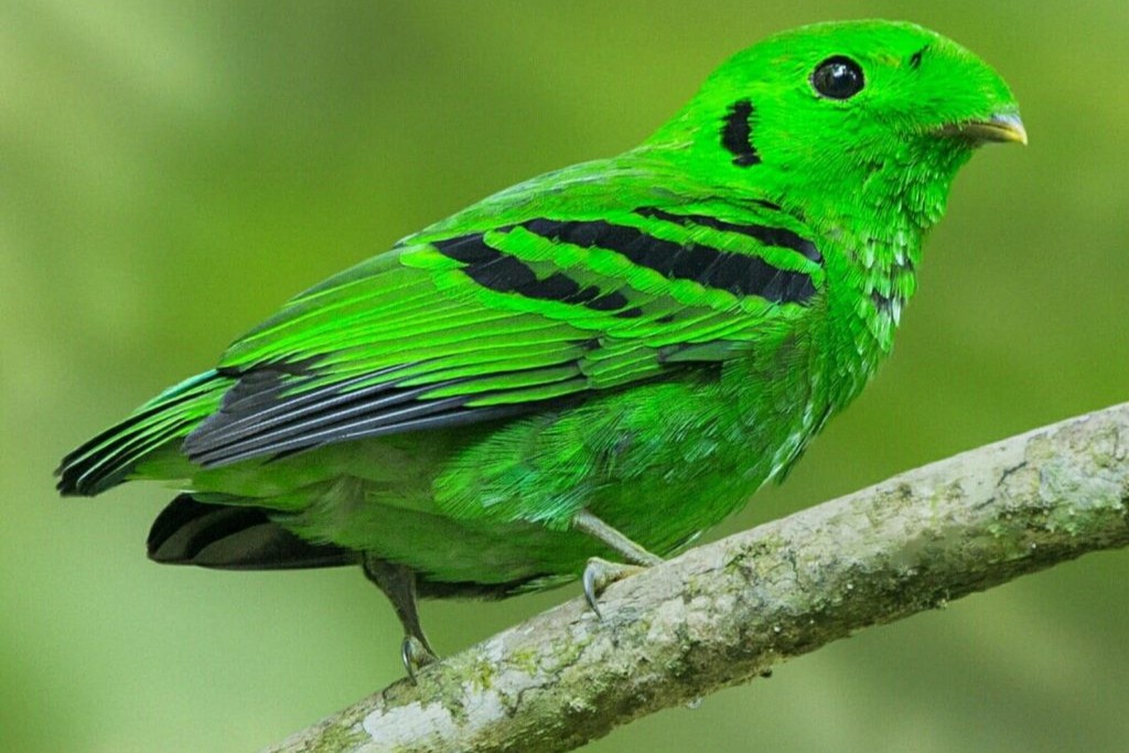 African Green Broadbill