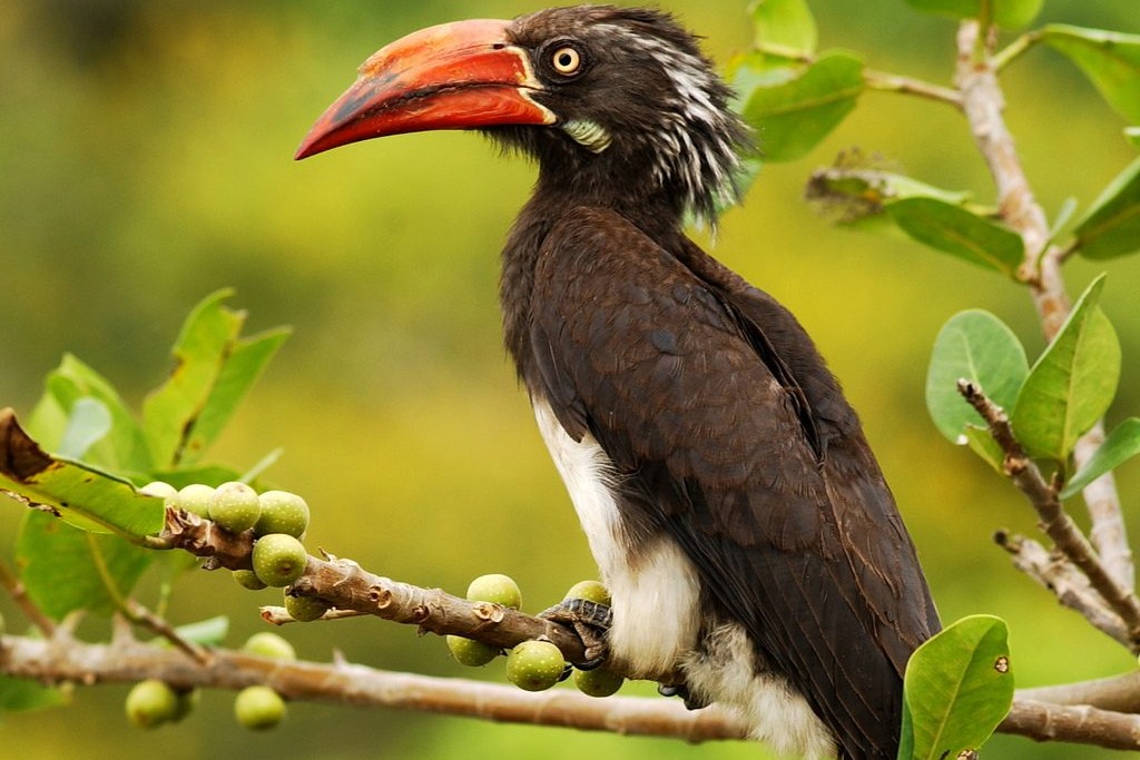 Crowned Hornbill - Uganda Birdwatching Tours