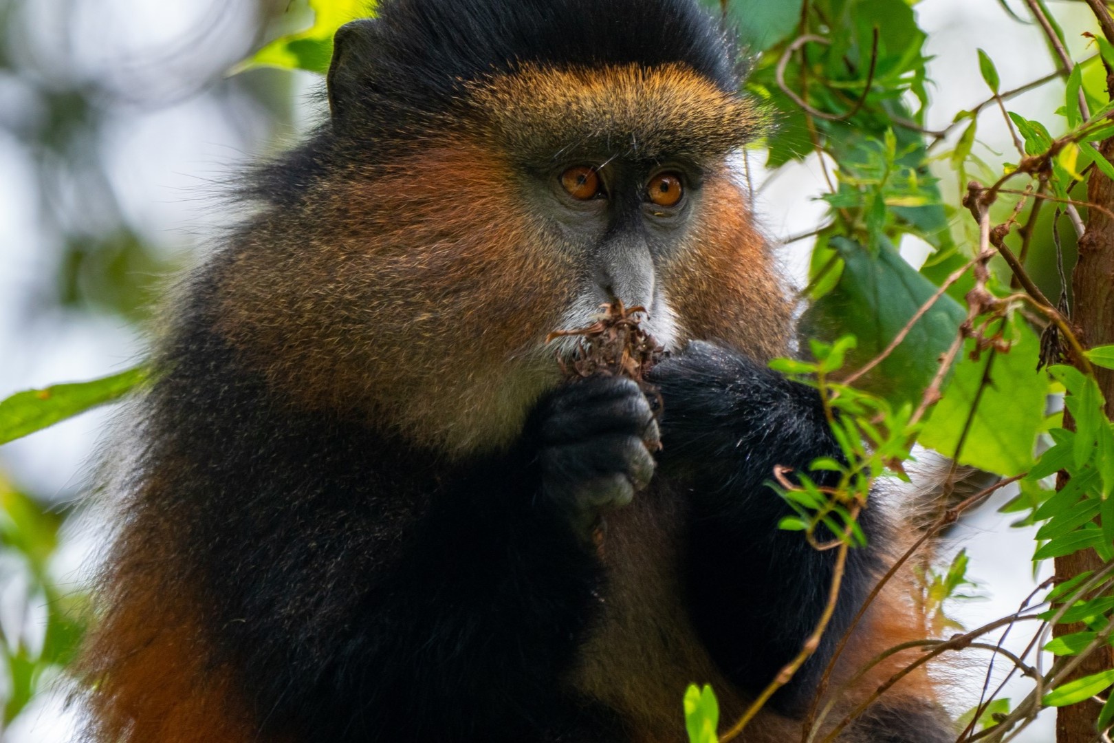 Golden Monkey Trekking in Rwanda: A Complete Guide