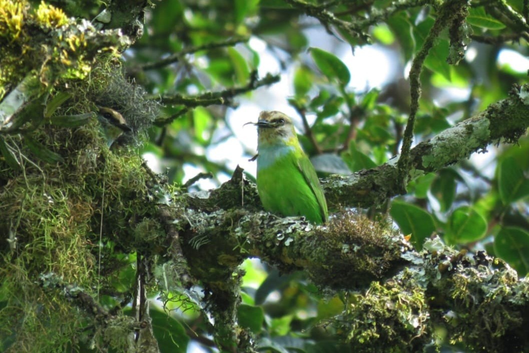 African Green Broadbill (Grauer's broadbill)