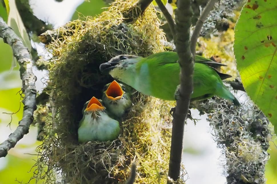 African Green Broadbill (Grauer's broadbill)
