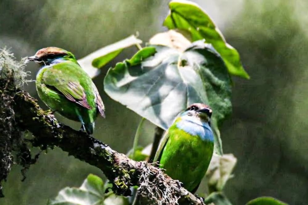 African Green Broadbill (Grauer's broadbill)