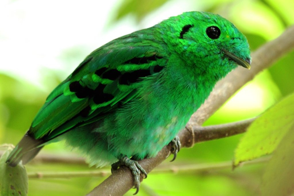 The African Green Broadbill (Pseudocalyptomena graueri) - Grauer's broadbill 2