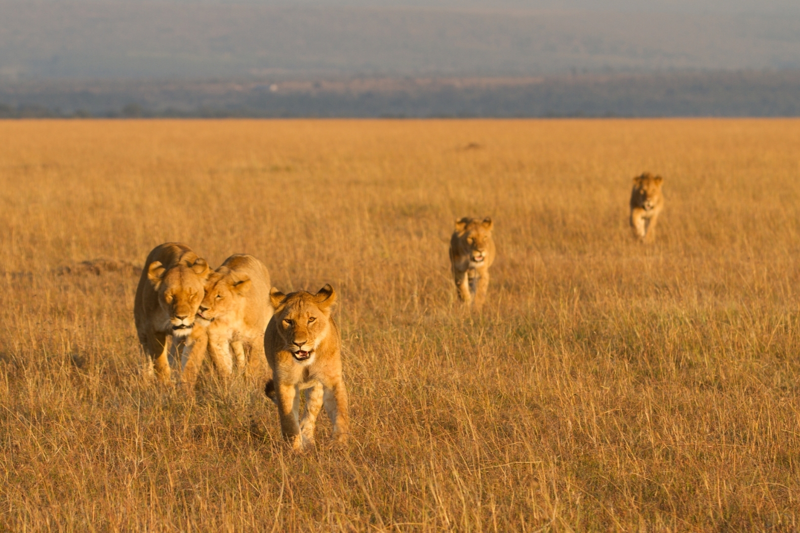 Best Time to Visit Serengeti